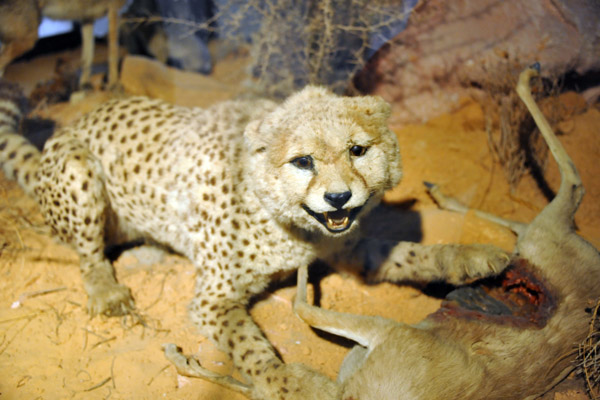 Cheetah, nearly extinct in the wild in Libya