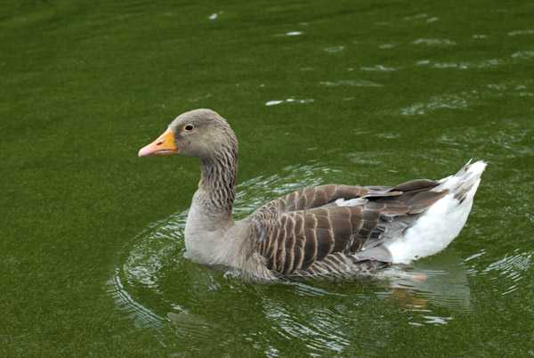 Goose, Regent's Park