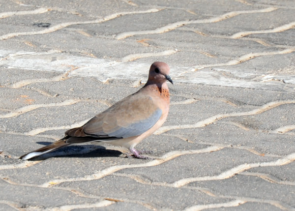 Laughing Dove (Spilopelia senegalensis) in the parking lot of the Al Ain Zoo