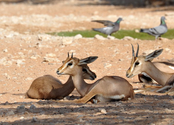 Sand Gazelle - Al Ain Wildlife Park