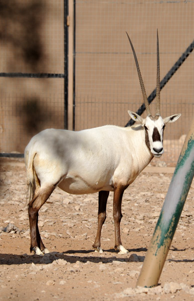 Arabian Oryx, Al Ain Wildlife Park