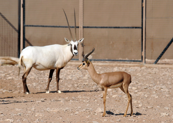 Al Ain Wildlife Park - Mixed Arabian Exhibit