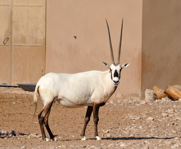 Arabian Oryx - Al Ain Wildlife Park