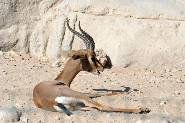 Mixed Arabian Exhibit - Al Ain Wildlife Park