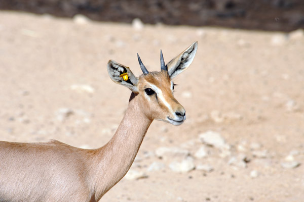 Sand Gazelle - Al Ain Wildlife Park