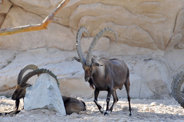 Nubian ibex (Capra nubiana) - Al Ain Wildlife Park