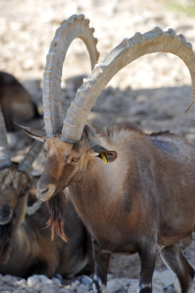 Nubian ibex (Capra nubiana) - Al Ain Wildlife Park