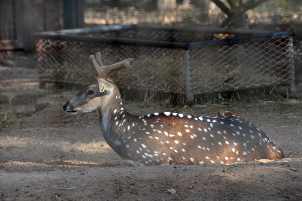 Chital Spotted Deer (Axis axis) - Al Ain Wildlife Park