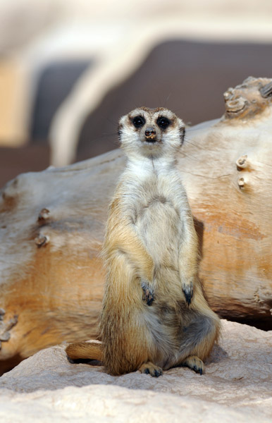 Meerkat (Suricata suricatta) - Al Ain Wildlife Resort