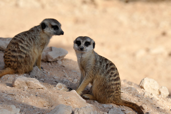 Meerkat (Suricata suricatta) - Al Ain Wildlife Resort