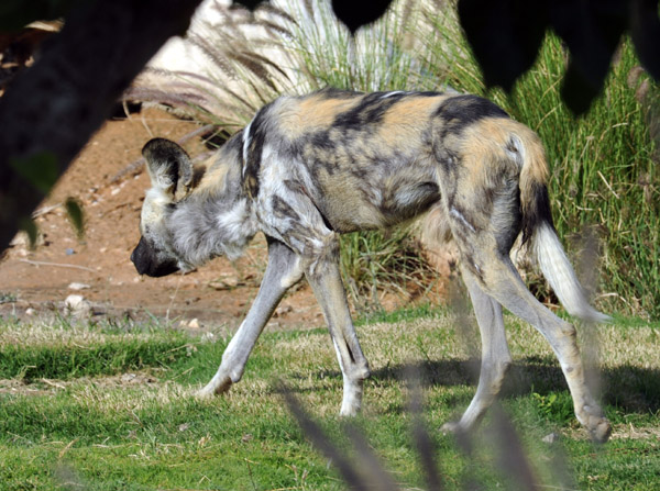 African Wild Dog/Painted Dog (Lycaon pictus) - Al Ain Wildlife Park