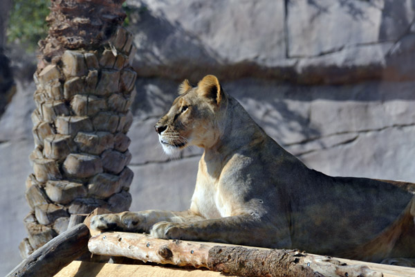 Al Ain Wildlife Park's strong point - big cats