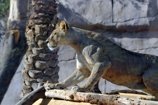 The Lioness spots something of interest