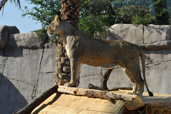 Lioness - Al Ain Wildlife Park & Resport