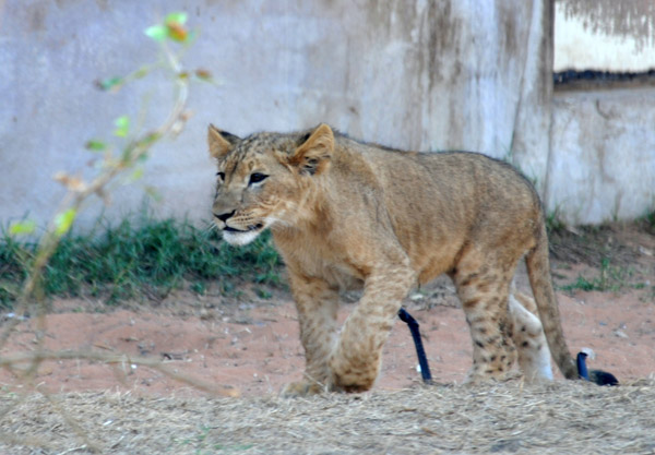 Lion Cub - Al Ain Wildlife Park
