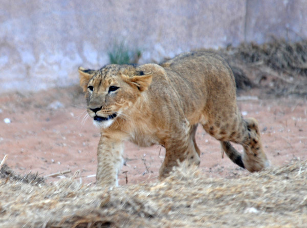 Lion Cub - Al Ain Wildlife Park
