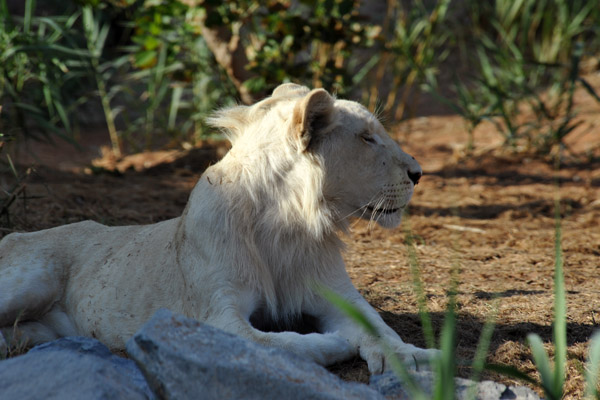 Al Ain Wildlife Park has a large collection of rare white lions