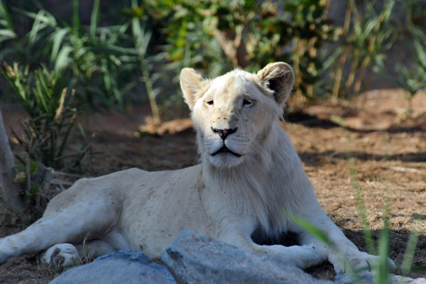 Young male white lion - Al Ain Wildlife Park