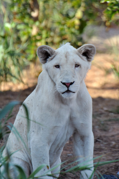 White Lion - Al Ain Wildlife Park