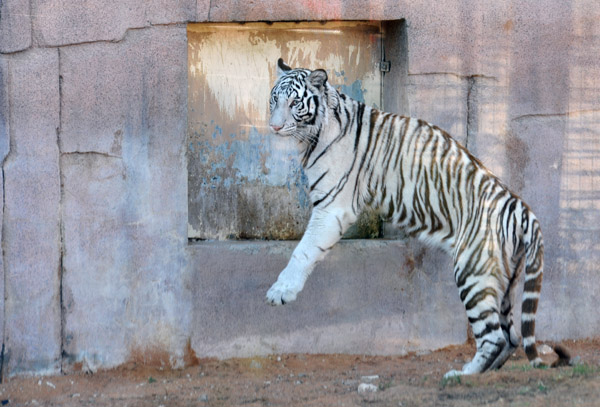 White Tiger (Bengal) - Al Ain Wildlife Park