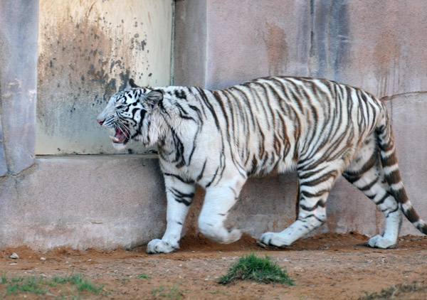 White Tiger (Bengal) - Al Ain Wildlife Park