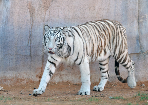 White Tiger (Bengal) - Al Ain Wildlife Park