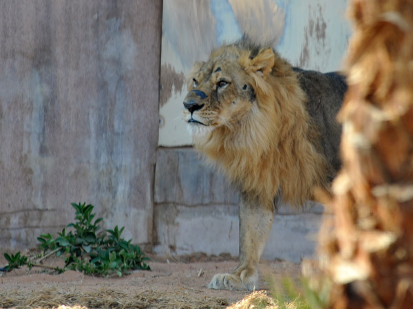Big male lion - Al Ain Wildlife Park