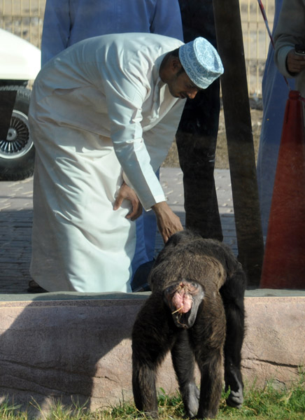 An Omani visitor interacts with a chimpanzee