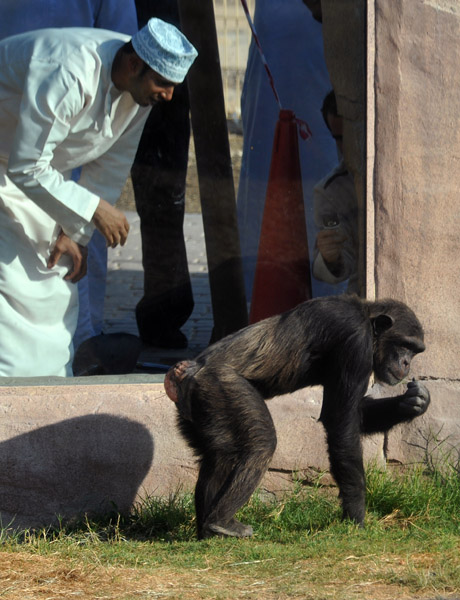Chimpanzee - Al Ain Wildlife Park