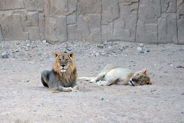 A pair of lions, Al Ain Wildlife Park