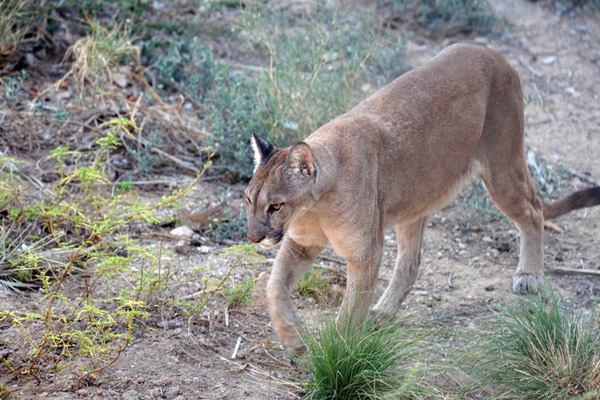 Mountain Lion/Puma (Felis concolor) - Al Ain Wildlife Park