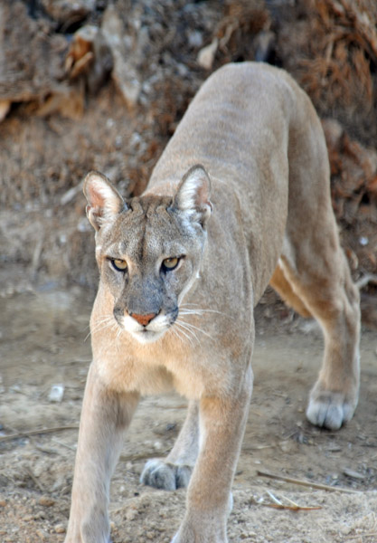 Mountain Lion/Puma (Felis concolor) - Al Ain Wildlife Park