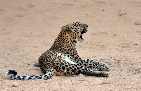 Leopard Yawn - Al Ain Wildlife Park