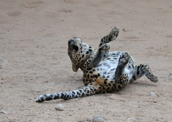 Leopard roll - Al Ain Wildlife Park