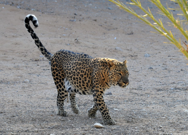 Leopard walk - Al Ain Wildlife Park