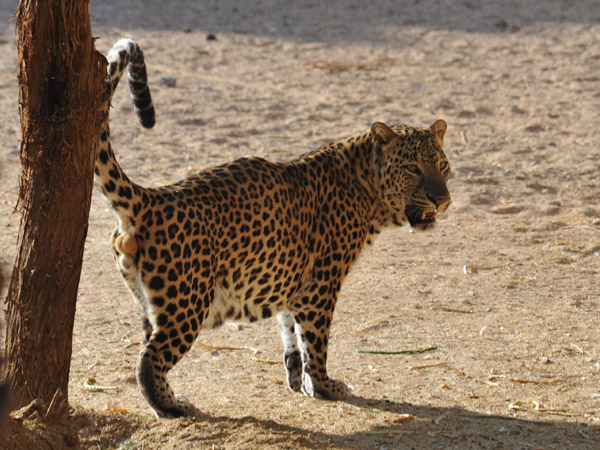 Leopard marking territory - Al Ain Wildlife Park