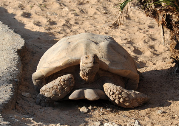 Aldabra giant tortoise (Aldabrachelys gigantic) from the Seychelles - Al Ain Zoo