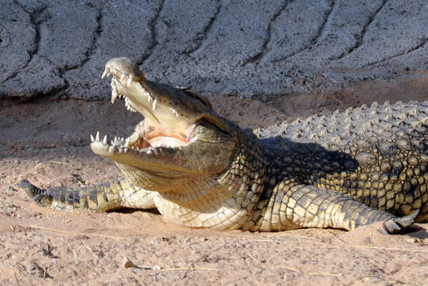 Crocodile - Al Ain Wildlife Park