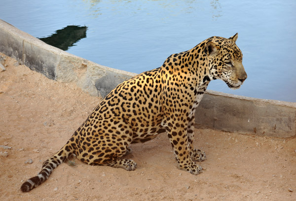 Jaguar - Al Ain Wildlife Park