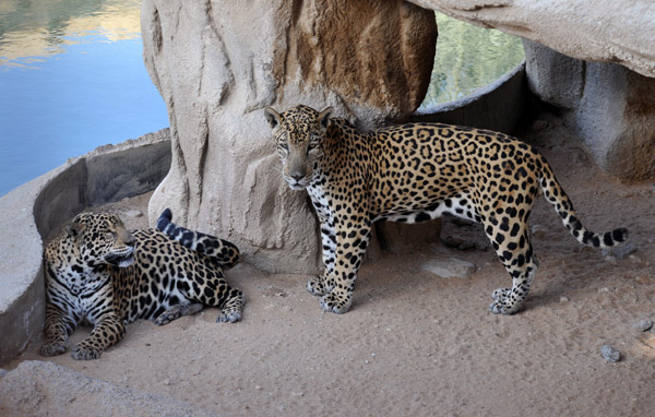 A pair of Jaguars - Al Ain Wildlife Park