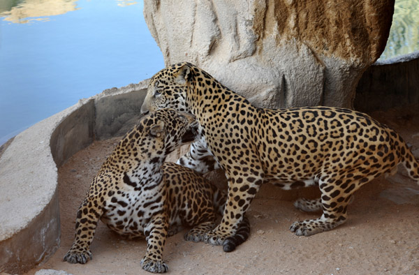 Jaguar foreplay - Al Ain Wildlife Park