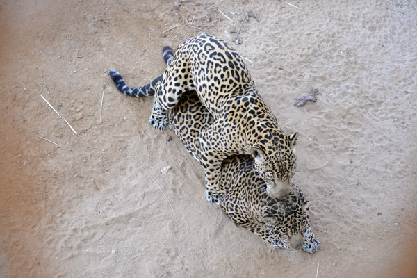 Jaguars mating - Al Ain Wildlife Park