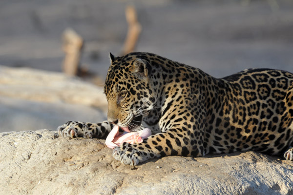 Jaguar - Al Ain Wildlife Park