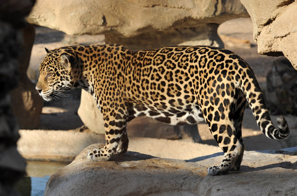 Jaguar - Al Ain Wildlife Park