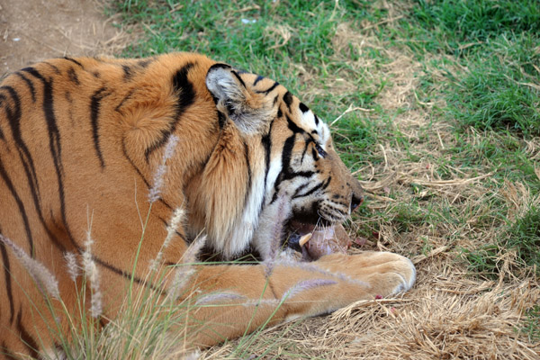 Lunch Time for the Bengal Tiger - Al Ain Wildlife Park