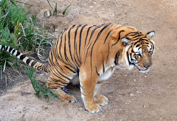 Tiger Poo - Al Ain Wildlife Park