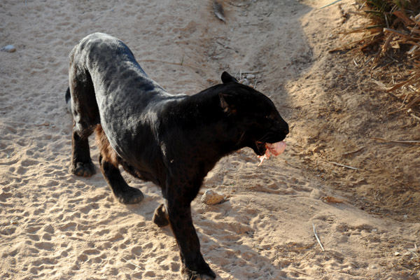 Black Pather (Jaguar) - Al Ain Wildlife Park