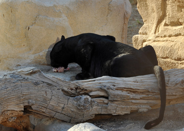 Black Pather (Jaguar) - Al Ain Wildlife Park