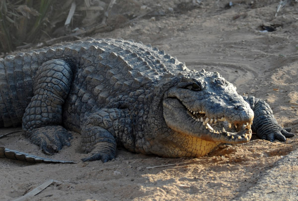 Crocodile - Al Ain Wildlife Park