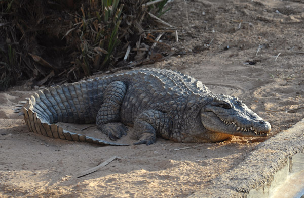 Crocodile - Al Ain Wildlife Park